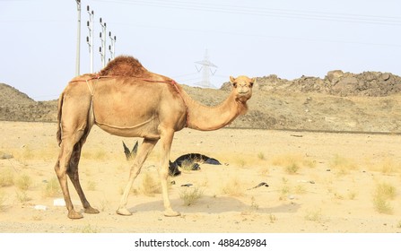 camels