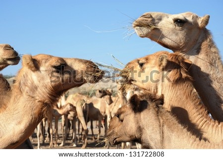Camels