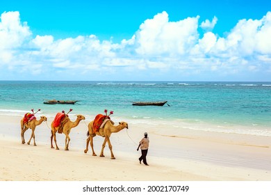 Camels at African sandy Diani beach, Indian ocean in Kenya, African landscape - Powered by Shutterstock