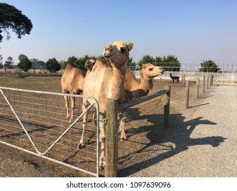 Camels in animal farm.