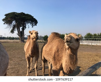 Camels in animal farm.
