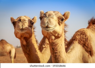 Camels in Arabia, wildlife