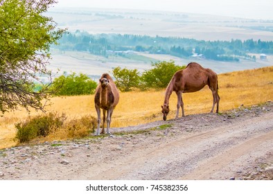 Camels In Asia Graze At The Road