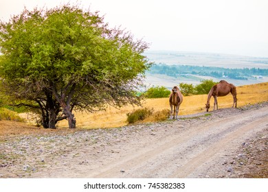 Camels In Asia Graze At The Road