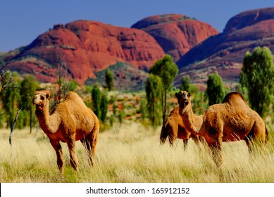 Camels In Australia