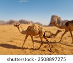 camels and baby camels in Jordan 