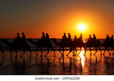 Camels In Broome Western Australia