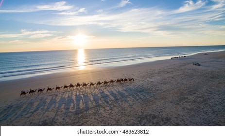 Camels At Cable Beach, Broome, Western Australia.