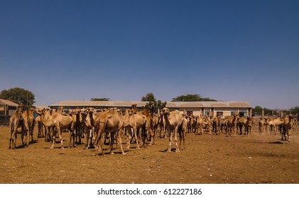 Camels In The Camel Market, Hargeisa, Somalia