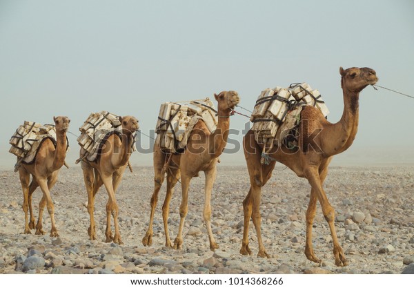 Camels caravan with\
blocks of salt of the Danakil Depression. Ethiopian salt trade\
maintains ancient traditions of centuries. Ethiopia, Afar\
Depression (Afar\
Triangle)