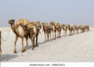 camels-caravan-carrying-salt-africas-260