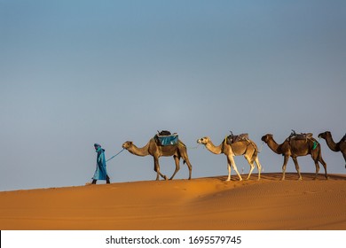 Camels Caravan In The Dessert Of Sahara With Beautiful Dunes In Background. Morocco