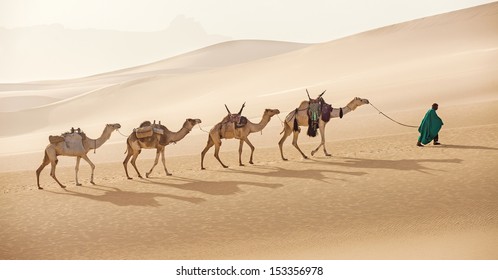 Camels Caravan In Sahara Desert