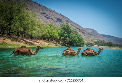 Camels Crossing a River at Desert Oasis 