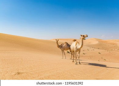 camels in a desert