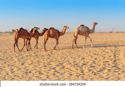 Camels In The Desert Dubai