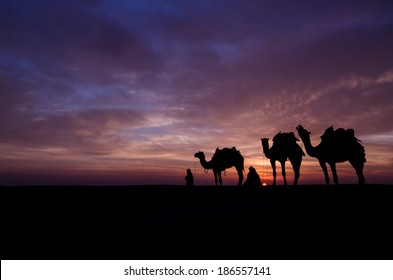 Camels In The Desert Dusk