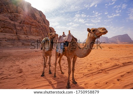 Camels in the desert of Jordan, Aqaba,  Wadi Rum