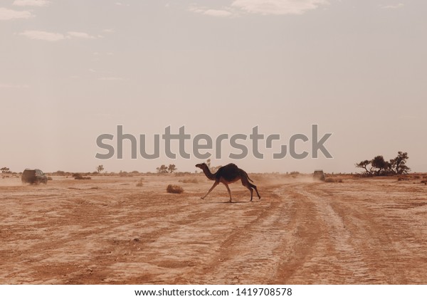 Camels in the desert.\
Safari concept.