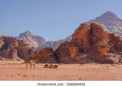 Camels in the desert of Wadi Rum, Jordan. Transportation camels colorfully dressed up in the sand and mountains of Wadi Rum in the middle east.