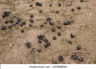 163 Camel dung Images, Stock Photos & Vectors | Shutterstock