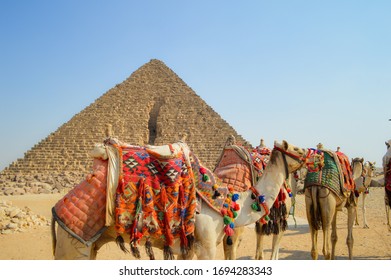 Camels of Egypt wandering the pyramids - Shutterstock ID 1694283343
