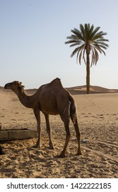 Camels En Merzouga Desert In Africa