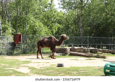 Camels Enclosure Zoo Stock Photo 1556716979 | Shutterstock