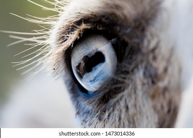 Camel Eye Images Stock Photos Vectors Shutterstock