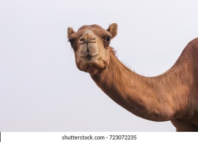 alimentación de los camellos
