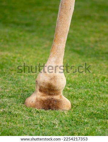 Camel's foot on green grass. Close-up