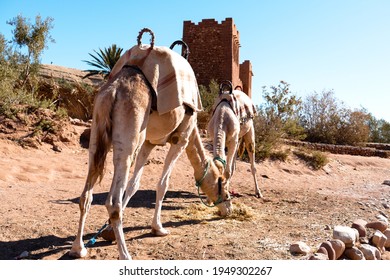 Camels In Front Of Atlas Studio S In Morocco. 