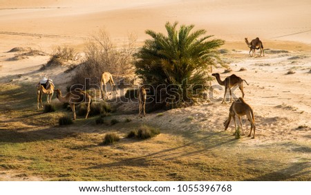 Camels Grazing in the Arabian Desert after Rain, Dammam, Eastern Province, Saudi Arabia