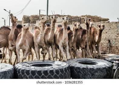 Camels in groups 