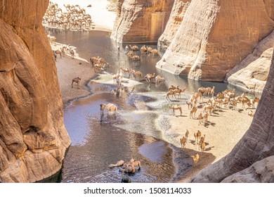 Camels In Guelta D'Archei, Chad, Sahara Desert, Africa 