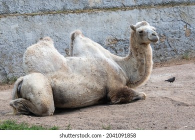 8,548 Camels Hair Images, Stock Photos & Vectors | Shutterstock
