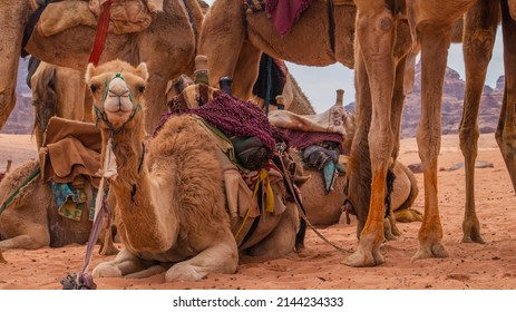 Camels Herd On The Desert Of Wadi Rum