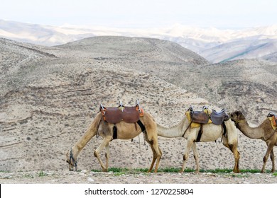 Camels In Judah Desert