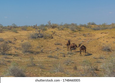 Camels At Karakum Desert In Turkmenistan