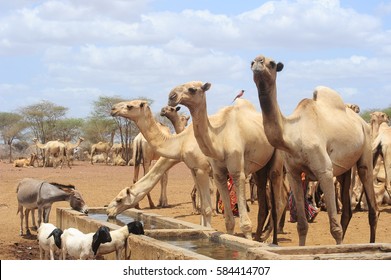 Camels In Kenya, Wildlife