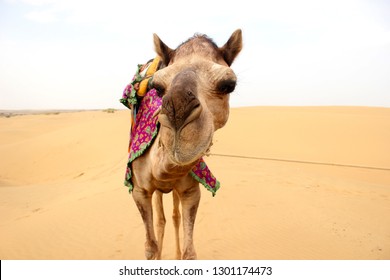 Camels Known Ship Desert Desert Lifestyle Stock Photo Edit Now 1301174473