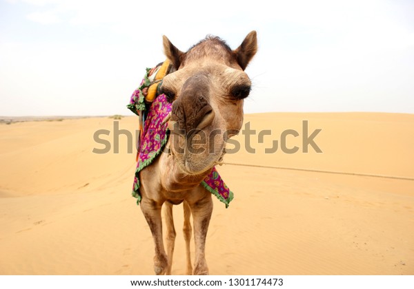 What Animal Is Called The Ship Of The Desert - Animal West