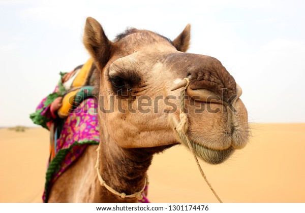 What Animal Is Called The Ship Of The Desert - Animal West