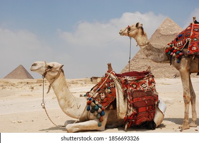 Camels Laughing Before Going For A Walk 