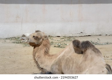 Camels Living In The Moscow Zoo