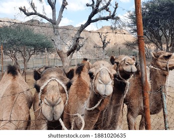 Camels looking at the camera