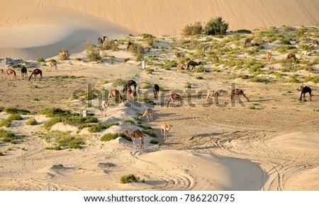 Camels, Looking like Toys, Are Seen from Atop a Sand Dune in the Arabian Desert, Eastern Province
