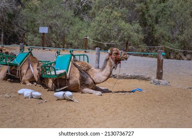 Camels in Maspalomas waiting for the next toursit