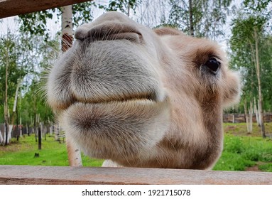 A camel's muzzle seen from the bottom, a picture taken in the zoo.