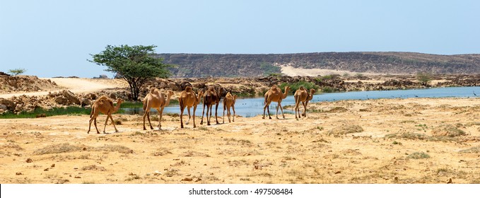 Camels In Oman 